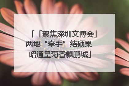 「聚焦深圳文博会」两地“牵手”结硕果 昭通皇菊香飘鹏城