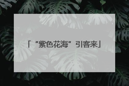 “紫色花海”引客来