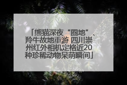 熊猫深夜“圈地”、羚牛故地重游 四川崇州红外相机定格近20种珍稀动物呆萌瞬间