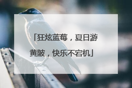 狂炫蓝莓，夏日游黄陂，快乐不宕机