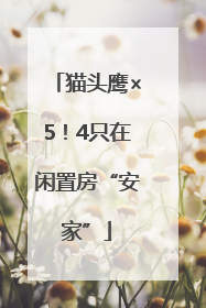 猫头鹰×5！4只在闲置房“安家”