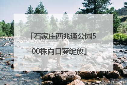 石家庄西兆通公园500株向日葵绽放