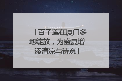 百子莲在厦门多地绽放，为盛夏增添清凉与诗意