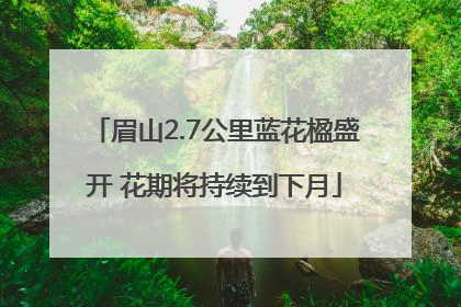 眉山2.7公里蓝花楹盛开 花期将持续到下月