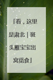 看，这里是肃北｜斑头雁宝宝出窝觅食