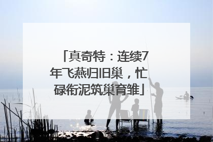 真奇特：连续7年飞燕归旧巢，忙碌衔泥筑巢育雏