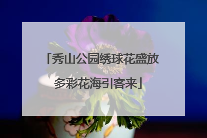 秀山公园绣球花盛放 多彩花海引客来