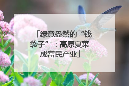 绿意盎然的“钱袋子”：高原夏菜成富民产业
