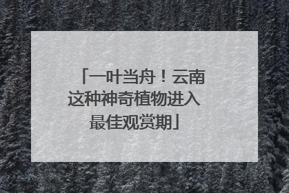 一叶当舟！云南这种神奇植物进入最佳观赏期