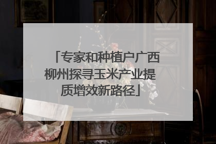 专家和种植户广西柳州探寻玉米产业提质增效新路径