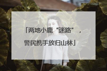 两地小鹿“迷路”，警民携手放归山林