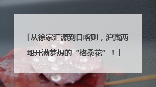 从徐家汇源到日喀则，沪藏两地开满梦想的“格桑花”！