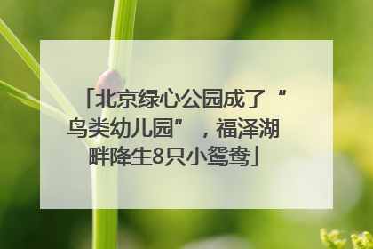 北京绿心公园成了“鸟类幼儿园”，福泽湖畔降生8只小鸳鸯