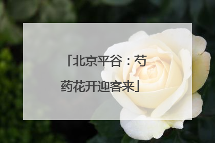 北京平谷：芍药花开迎客来