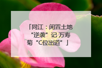同江：闲置土地“逆袭”记 万寿菊“C位出道”
