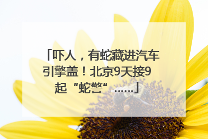 吓人，有蛇藏进汽车引擎盖！北京9天接9起“蛇警”……