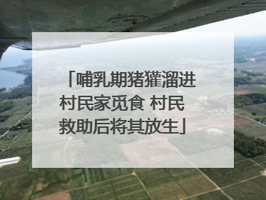 哺乳期猪獾溜进村民家觅食 村民救助后将其放生