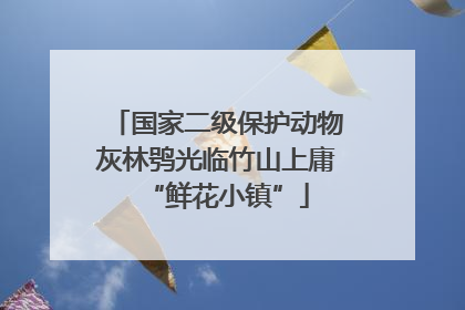 国家二级保护动物灰林鸮光临竹山上庸“鲜花小镇”