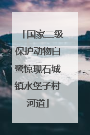 国家二级保护动物白鹭惊现石城镇水堡子村河道