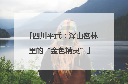 四川平武：深山密林里的“金色精灵”