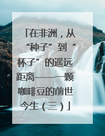 在非洲，从“种子”到“杯子”的遥远距离——一颗咖啡豆的前世今生（三）