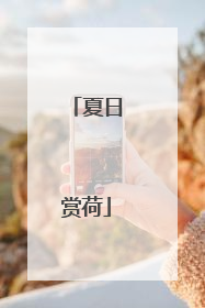 夏日赏荷