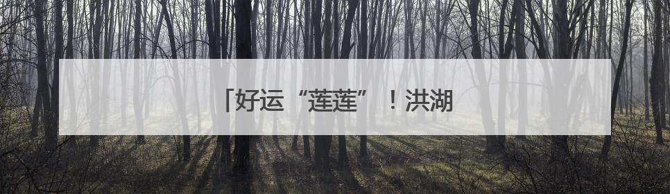 好运“莲莲”！洪湖公园并蒂莲迎风绽放