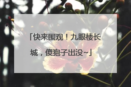 快来围观!九眼楼长城,傻狍子出没~
