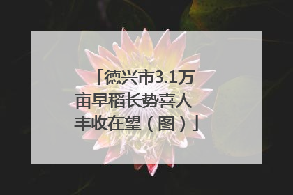 德兴市3.1万亩早稻长势喜人 丰收在望（图）