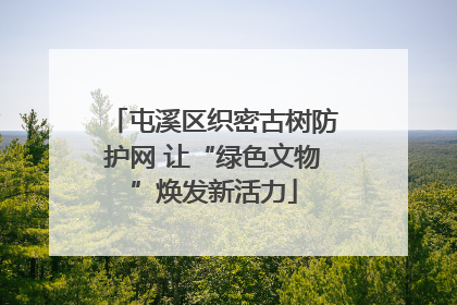 屯溪区织密古树防护网 让“绿色文物”焕发新活力