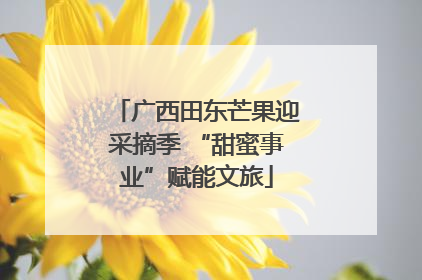 广西田东芒果迎采摘季 “甜蜜事业”赋能文旅