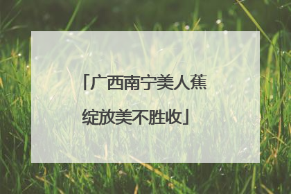 广西南宁美人蕉绽放美不胜收