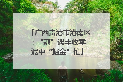 广西贵港市港南区：“藕”遇丰收季 泥中“掘金”忙