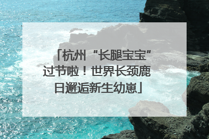 杭州“长腿宝宝”过节啦！世界长颈鹿日邂逅新生幼崽