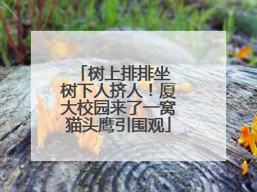 树上排排坐 树下人挤人！厦大校园来了一窝猫头鹰引围观