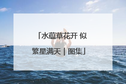 水蕴草花开 似繁星满天｜图集