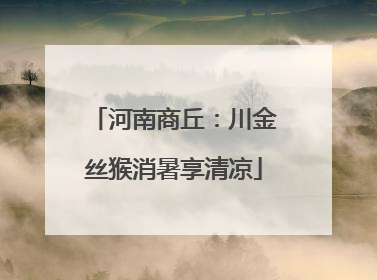河南商丘：川金丝猴消暑享清凉