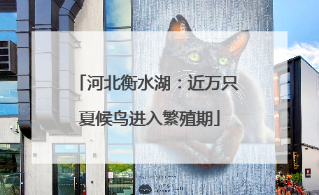 河北衡水湖：近万只夏候鸟进入繁殖期