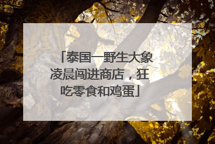 泰国一野生大象凌晨闯进商店，狂吃零食和鸡蛋