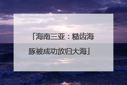 海南三亚：糙齿海豚被成功放归大海