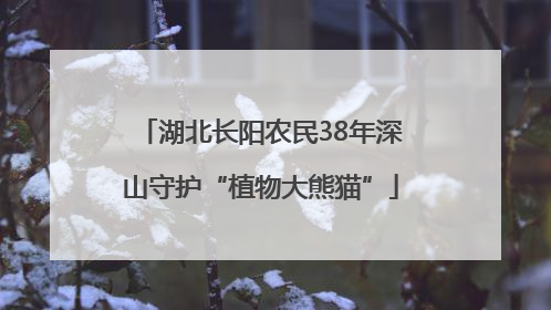 湖北长阳农民38年深山守护“植物大熊猫”
