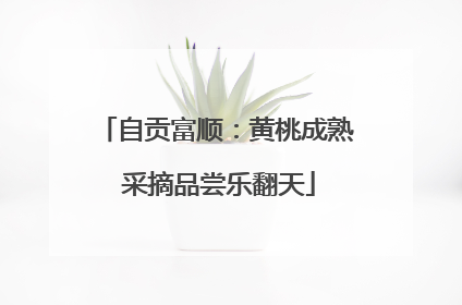 自贡富顺：黄桃成熟 采摘品尝乐翻天