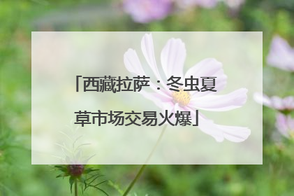 西藏拉萨：冬虫夏草市场交易火爆
