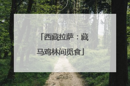 西藏拉萨：藏马鸡林间觅食