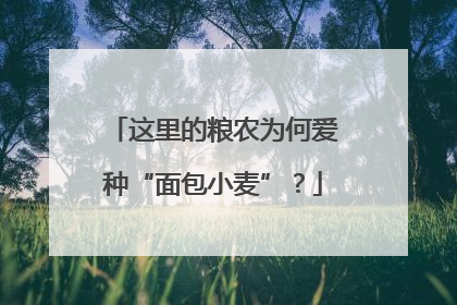 这里的粮农为何爱种“面包小麦”？