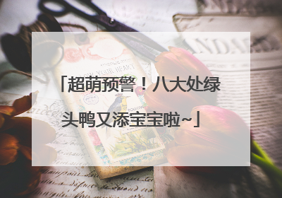 超萌预警！八大处绿头鸭又添宝宝啦~
