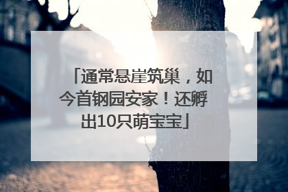 通常悬崖筑巢，如今首钢园安家！还孵出10只萌宝宝