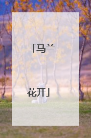 马兰花开