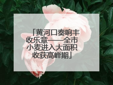 黄河口奏响丰收乐章——全市小麦进入大面积收获高峰期
